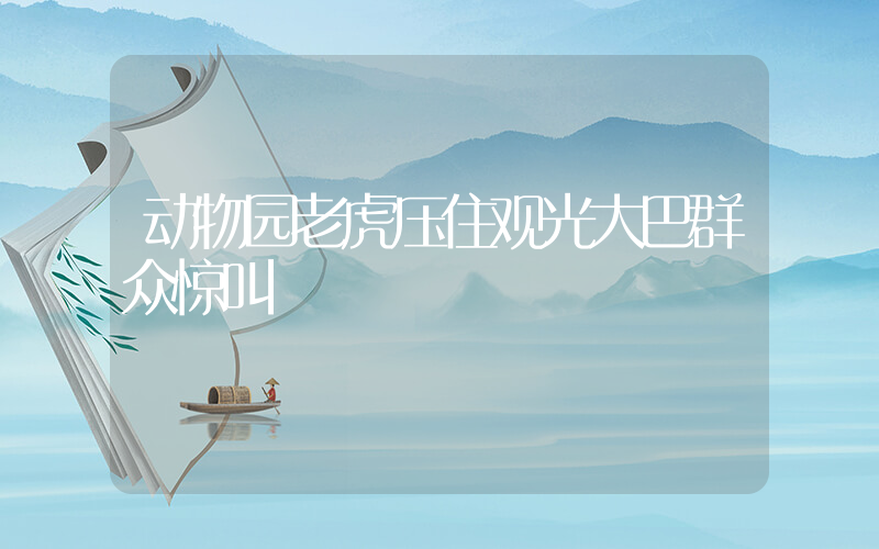 动物园老虎压住观光大巴群众惊叫插图