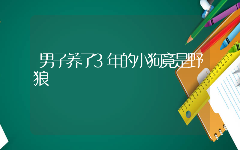 男子养了3年的小狗竟是野狼插图