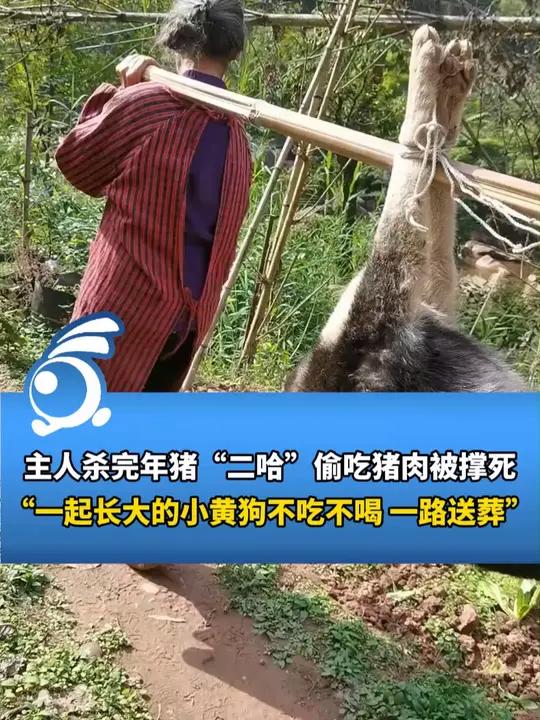 The owner killed the New Year's pig and the dog was killed for stealing pork