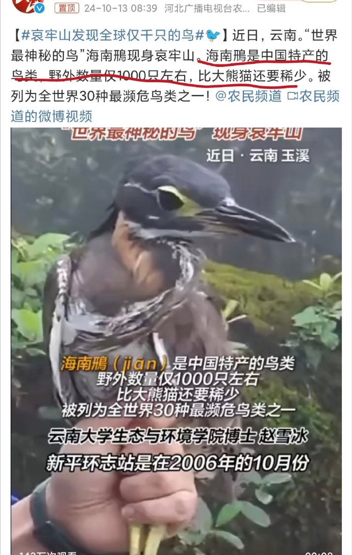 哀牢山发现全球仅千只的鸟