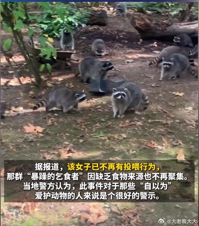 投喂浣熊35年后自家被百余只包围