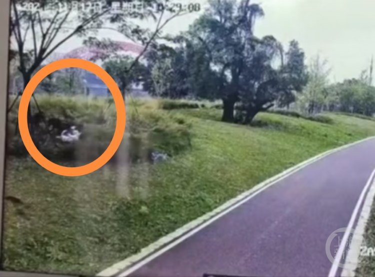 Four large dogs were bitten in the mother-daughter park