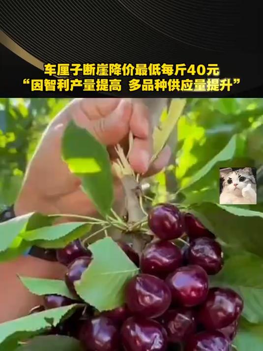 车厘子断崖降价原因