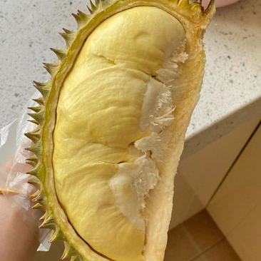 金枕榴莲在云南试种成功插图 金枕榴莲在云南试种成功