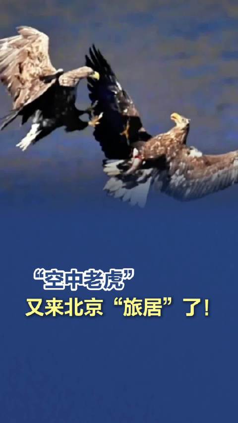 The tiger in the bird reappears in Beijing Pinggu