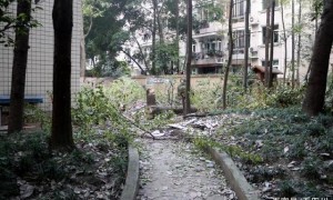 业主砍伐院外树木被罚3万元