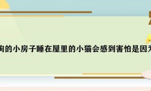 主人喊醒睡着猫咪 被小猫教育了