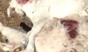 合肥回应三只羊315糟头肉未受处罚