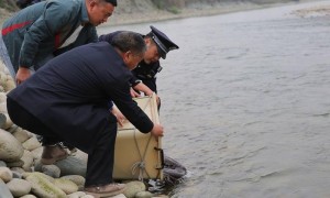 四川乐山警民救下重达60斤的娃娃鱼