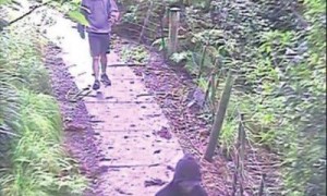 在奥克兰袭击中国留学生的嫌犯被捕