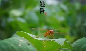处暑节气 民间有哪些习俗和讲究？
