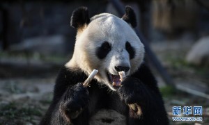 旅芬大熊猫华豹金宝宝即将回国