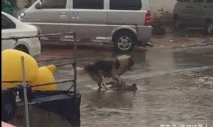 暴雨过后狗妈妈叼着幼崽求助