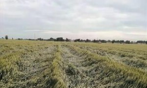 河南大风致多地小麦倒伏