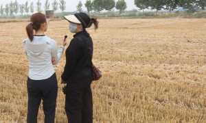 河南00后女孩请一个月假回家收麦