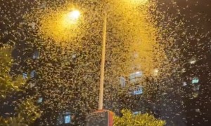 湖南一桥上蜉蝣铺天盖地如下雪