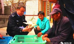 爷爷网购50只鸡仔无一存活