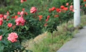 爸爸为女儿在回家路旁种满鲜花