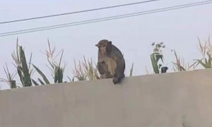 猕猴闯入村民家 吃掉100多个鸡蛋