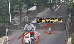 男子被狗追撞树身亡狗主人担责吗