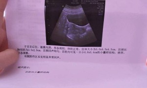 福宝已进入假孕状态