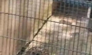 福建一动物园蟒蛇出逃近20天被找到