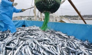 立即全面恢复日本水产进口？中方回应