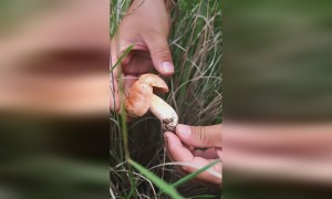 网红生吃见手青 称小小蘑菇不在话下