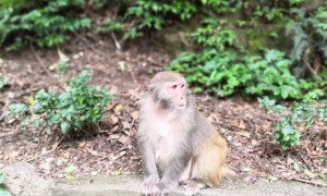 黔灵山猴子又凹新造型了