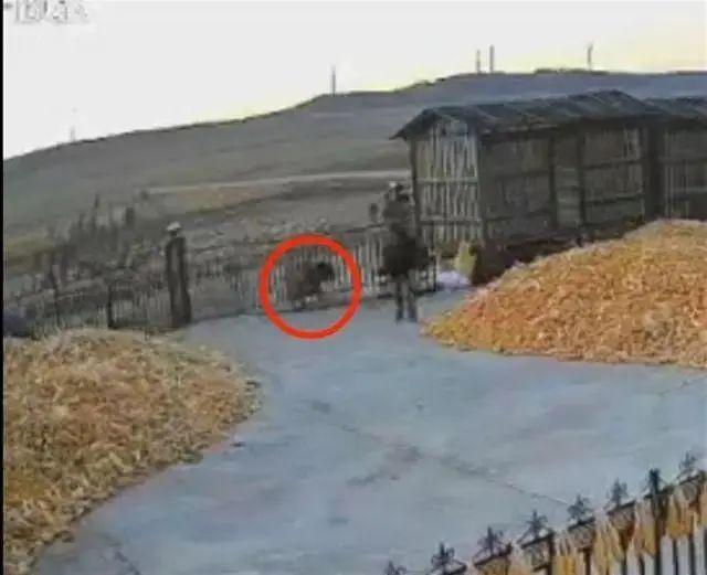 黑龙江老虎进村猛撞门 有人手被咬烂插图