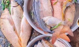 鄱阳湖退水大量鱼搁浅：渔政提醒缩略图