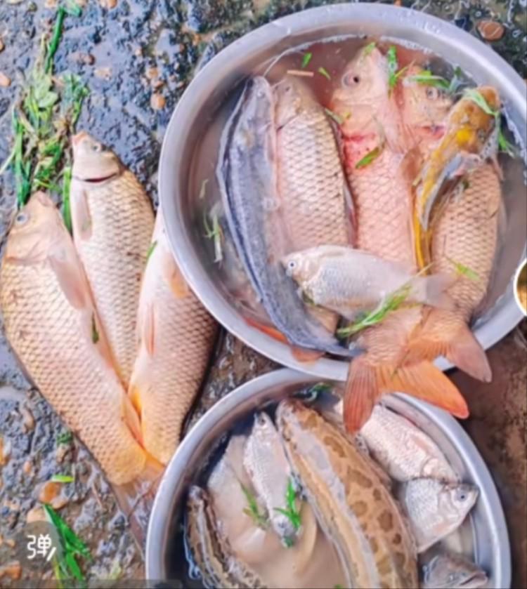 鄱阳湖退水大量鱼搁浅：渔政提醒插图