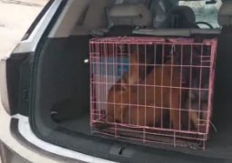 男子称通过顺风车运送马犬缩略图