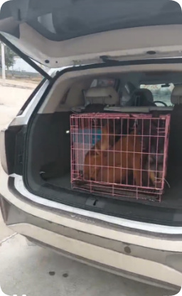 男子称通过顺风车运送马犬插图