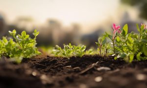 《反向攻略，顾先生越追越勇》主演韩淼＆曹璐短剧免费在线观看全集简介缩略图