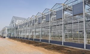 智慧荷兰模式种植温室工厂应用实践分享缩略图