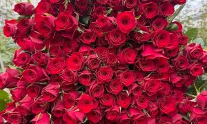 德宏万圣节主题花材如何选 附实用选购技巧缩略图