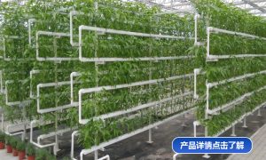 云南鱼菜共生供货厂家 金祥温室缩略图