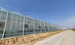安徽大棚温室哪家靠谱 金祥温室可了解缩略图