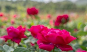 资阳伴手礼清单挑选指南缩略图