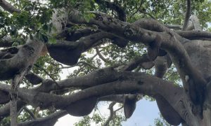 云南无添加纯蜂蜜哪家选 滋补好蜜看云南缩略图