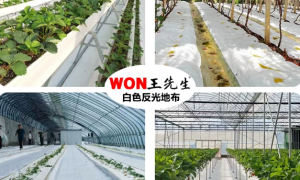 南宁温室育苗地布推荐与选择指南缩略图