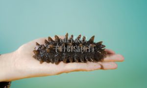 千叶群岛 晋城海参供货厂家缩略图