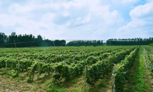 江西国产红酒礼盒采购找哪家靠谱缩略图