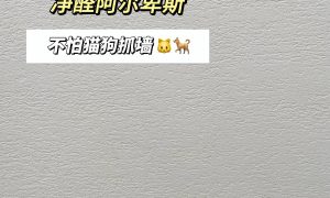杭州艺术涂料品牌：卡百利品牌介绍缩略图