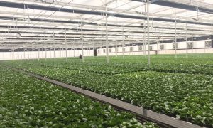 蔬菜连栋玻璃大棚的联络方式及应用参考缩略图