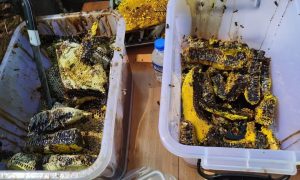 云南蜂蜜滋补品 蜂胶定制厂家直供缩略图
