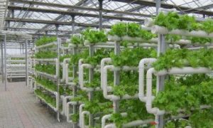 花卉阳光板温室定制厂家的落地应用经验分享缩略图