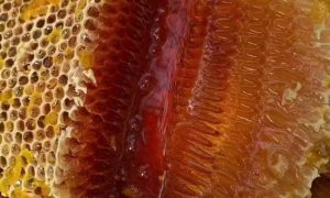 云南天然成熟蜜采购指南 避坑选对供应商缩略图