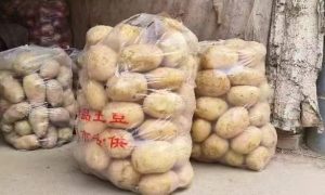 山东苹果专用袋定做厂家实践分享缩略图
